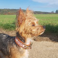 Yorki-Mix 'Charlie' aus Merzig mit seinem neuen Halsband mit Mini-Marke