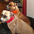 Pitbull Terrier Frieda & Staffordshire Terrier Paulchen aus Segeberg mit ihren Powerful Collars