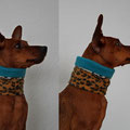 Zwergpinscher Keanna aus Netphen mit ihrem neuen Loop