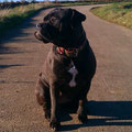 Old English Bulldog Shannon Doah aus Köln mit ihrem neuen Powerful Collar