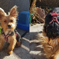 Yorki-Mix 'Charlie' aus Merzig mit seinem neuen Geschirr in bordeaux mit Polsterung aus bordeaux, Markentäschchen und Strasssteinen