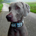 Weimaraner Merlin aus Kerpen mit seinem neuen Powerful Collar