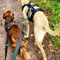 Holly & Snoop aus Mettlach mit ihren neuen Petland Geschirren + passender Leine