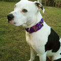 Pitbull Millie aus Weyhausen mit ihrem neuen Powerful Collar