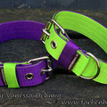 Powerful Collars in 40mm in lila-limone & limone-lila
