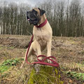 Kalle mit seinem neuen Halsband in bordeaux