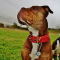 Renascence Bulldogge Ruby Tuesday aus Köln mit ihrem neuen Powerful Collar