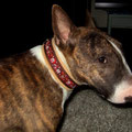 Miniatur Bullterrier Waynee aus Burbach mit seinem neuen Weihnachts-edel & farbenreich