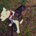 American Bulldog Mix Freya aus Wittenberge mit Ihrem neuen Halsband