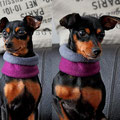 Zwergpinscher Liv aus Netphen mit ihrem neuen Loop
