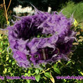 Halsband mit Rollschnalle in violett mit Zottelfell in violett