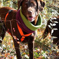 Labrador Sera aus Adelberg mit ihrem neuen Loop