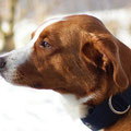 Appenzeller Sennenhundmix Jimmy mit seinem neuen 'edel & farbenreich'