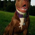 Renascence Bulldogge Ruby Tuesday aus Köln mit ihrem neuen Powerful Collar