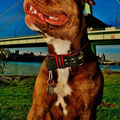 Renascence Bulldogge Ruby Tuesday aus Köln mit ihrem neuen Powerful Collar