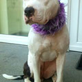 Pitbull-Mix Emma aus Kropp mit ihrem neuen *Puschelwuschel* Halsband