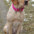 Labradormix Fine aus Winsen / Luhe mit ihrem Powerful Collar