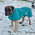 Kalle mit seinem neuen Hurtta Mantel 'Monsoon Coat II Eco'