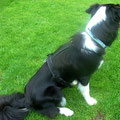Border Collie Emma aus Solingen mit ihrem 'edel & farbenreich Geschirr und einem passenden Halsband mit Border 'Border Collie mit Schäfchen'
