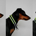 Zwergpinscher Gio aus Netphen mit seinem neuen Reflektorhalsband