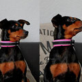 Zwergpinscher Liv aus Netphen mit ihrem neuen Reflektorhalsband