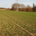 Das Feld im März (22.03.2023) nach einem relativ milden Winter.