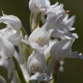 Orchis Militaire Blanc 2