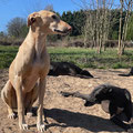 Cindy (déléguée 47) - Tel : 06 12 36 56 22 - cindy@galgosfrance.info