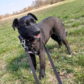 Suzi - vermittelt April 2022