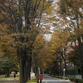 成城四丁目緑地（パークシテイ東側の国分寺崖線）