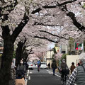 成城の桜並木