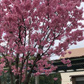 成城の桜並木