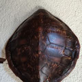 Carapace de tortue (Pacifique), H:51 x l:43.