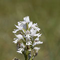 Orchis Militaire Blanc 1