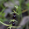 Ophrys Mouche 3