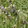 Ophrys Bourdon 2