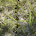 Ophrys Mouche 1