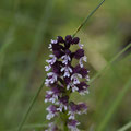 Orchis Brulé 3