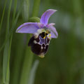 Ophrys Bourdon 1