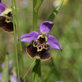 Ophrys Freulon 1