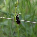 Ophrys Mouche 2