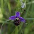 Ophrys Bourdon 3