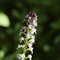 Orchis Brulé 1