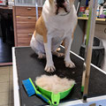 kurzhaarige Hunde are welcome