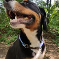 Berner Sennen Hund 'Benny' mit seinem Tauhalsband