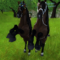 in apfelhain....zwei wunderschöne pferde..:))