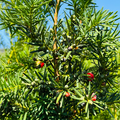 © TNGlanzer | Spag. Essenz 82. Taxus baccata - Eibe