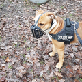 Old Englisch Bulldog (OEB), Maulkorb mit FressSchutz, Verstärkung und Stirnriemen in den Farben schwarz