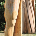 Homo erectus, Linde, 1994, 130 / 45 cm