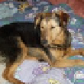 Laila